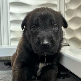 Black - Fawn sable female Belgian Malinois puppy in Ellerbe, North Carolina from Grand Prix Kennel