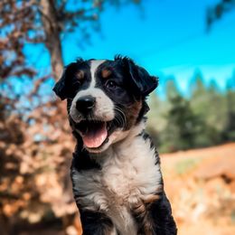 Cove - Black tri Miniature Australian Shepherd puppy in Shingletown, California from Whiskeytown Aussies
