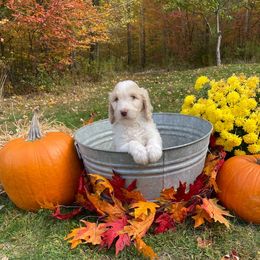 Goldendoodle Puppies from Finger Lakes Premium Goldendoodles