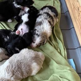 Border Collies from Murphys Farm