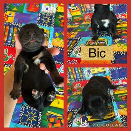 Bic - Black male Catahoula Leopard Dog puppy in Forbes, Minnesota from North Country Catahoulas