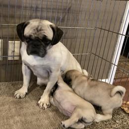 Jade - Pug