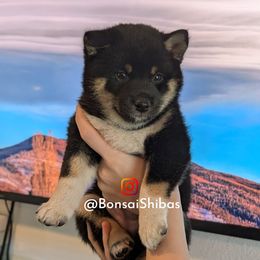 ASA - Black and tan female Shiba Inu puppy in Minnesota from BonsaiShibas