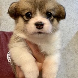 Pembroke Welsh Corgi Puppies from Stacy’s Pembroke Welsh Corgis