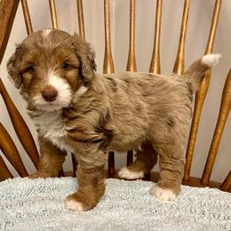 Boy 4 - Red merle male Aussiedoodle puppy in Crawford, Mississippi from Magnolia State Poodles and Doodles