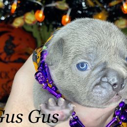 French Bulldog Puppies from Fabled Frenchies
