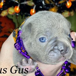 French Bulldog Puppies from Fabled Frenchies
