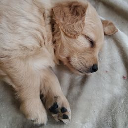 Golden Retriever Puppies from Emma's Golden Puppers