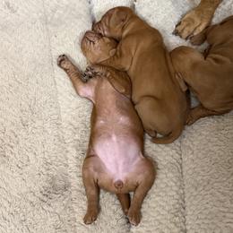 Vizsla Puppies from On Point Farm