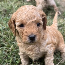 Poodles from Lulu’s Lovely Toy Poodles