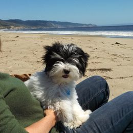 Havanese Puppies from Contigo Havanese