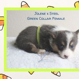 Green Female - Blue female Pembroke Welsh Corgi puppy in Wayne City, Illinois from Lash Livestock & Corgis