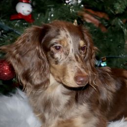 Autumn  - Dachshund