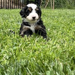 Lucy (Purple) - Tri-color female Bernedoodle puppy in Casper, Wyoming from 307 Doodles
