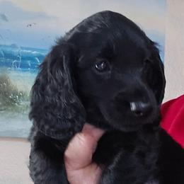 BLACK BOY White - Black male Dachshund puppy in Port Charlotte, Florida from Vicki's Dachshund Crossing
