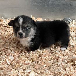 American Corgi and Doberman Pinscher Puppies from Driftin' Sand Doberman Pinschers