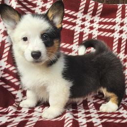 Oz - Black and tan male Pembroke Welsh Corgi puppy in Castle Rock, Washington from Heckman Corgis