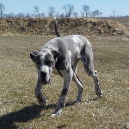 Gunner - Great Dane
