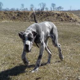 Gunner - Great Dane