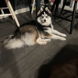 Boy-6 Comet - Pomsky puppy in Milan, Michigan from ASC Pomsky