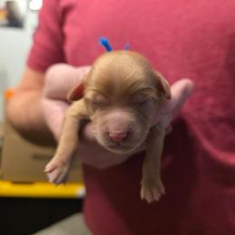 Arrow - Red male Cavapoo puppy in Blackfoot, Idaho from Draper Mountain Doodles