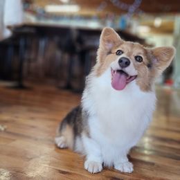 Nymeria - Pembroke Welsh Corgi