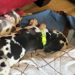 Great Dane Puppies from RCM Great Danes