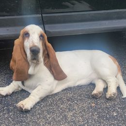 Clairy - Basset Hound