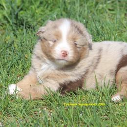 Cedar - Red merle female Miniature American Shepherd puppy in Hillsdale, Michigan from Faithwalk Aussies and Mini American Shepherds