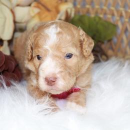 Pink - Red female Aussiedoodle puppy in Belgreen, Alabama from Scott’s Farm Poodles and Doodles