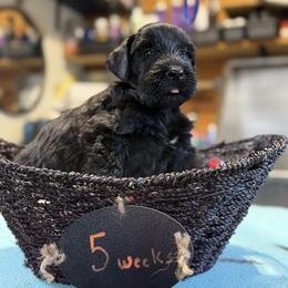 Girl 5 - Black female Giant Schnauzer puppy in Bois D’arc, Missouri from Down Low Kennels