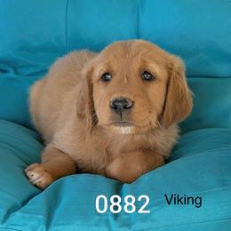 Boy 7 - Dark golden male Golden Retriever puppy in Parker, Colorado from Legacy Ranch Golden Retrievers