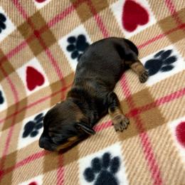 Boy 3 - Sable male Dachshund puppy in Laveen, Arizona from Acosta Kennels