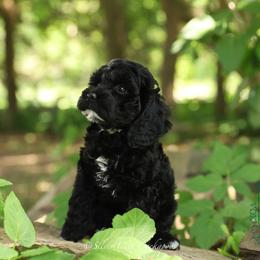 Dartmouth - Black male Cockapoo puppy in Canastota, New York from Silver City Cockapoos