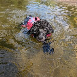 Poodle Puppies from Moirae Poodles