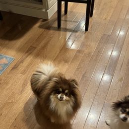 Reese - Pomeranian