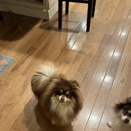 Reese - Pomeranian