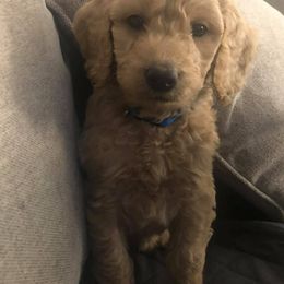 Bernedoodles, Double Doodles, and Goldendoodles from North Texas Golden Mountain Doodles