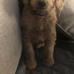 Bernedoodles, Double Doodles, and Goldendoodles from North Texas Golden Mountain Doodles