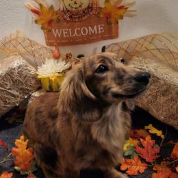 Stella - Dachshund