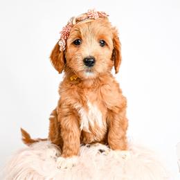 Yellow - Red  female Goldendoodle puppy in Platteville, Wisconsin from Beck Kennel