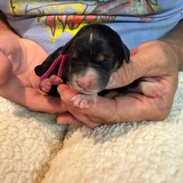 Venus - Tri-color female Bernedoodle puppy in Ferguson, North Carolina from Elevated Standards NC