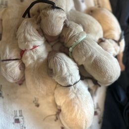 Yellow - Yellow male Labrador Retriever puppy in Orangevale, California from Willow Kane Farm Labrador Retrievers