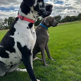 Indi - Great Dane