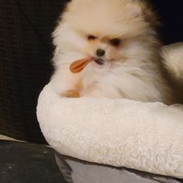 Keeshond and Pomeranian Puppies from Vivid Keeshond and poms