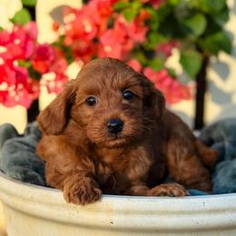 Chase - Red  male Goldendoodle puppy in Wharton, Texas from Little Fur Friends