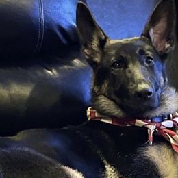 German Shepherds and Rottweilers from Winter German Shepherds and Rotts