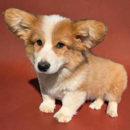 Fluffy Male - Red male Pembroke Welsh Corgi puppy in Unicoi, Tennessee from East Tennessee Clark Corgis