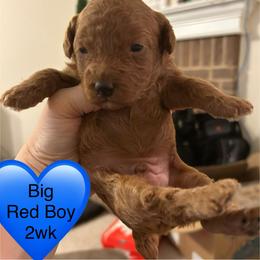 Everett - Red  male Poodle puppy in Mineral Wells, Texas from S.H.A.R.P.’s Toy Poodles