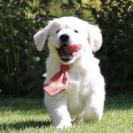Golden Retriever Puppies from Dry Canyon Goldens